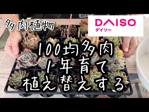 【多肉植物】1年育てたダイソー100均多肉多肉を植え替える！