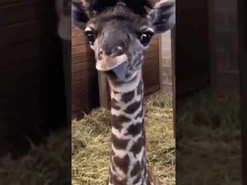 Cute baby giraffe #animals #cute #shorts