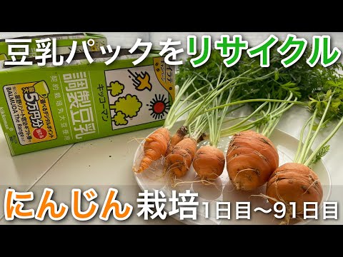 豆乳パックをリサイクル‼︎にんじんの栽培 1日目〜91日目