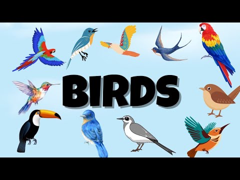 Bird names and sounds part 2 #birds #birdsnames #birdssounds #birdsforkids #birdsvocabulary