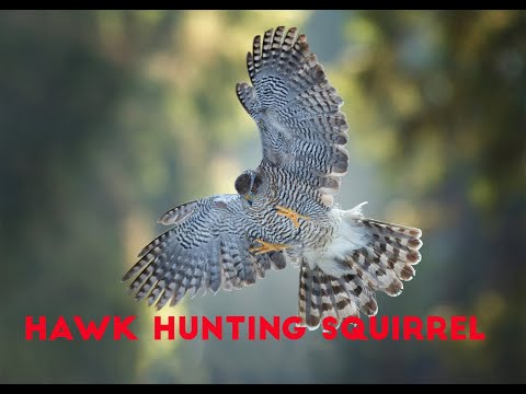 How Hawk Hunting Squirrel Agility