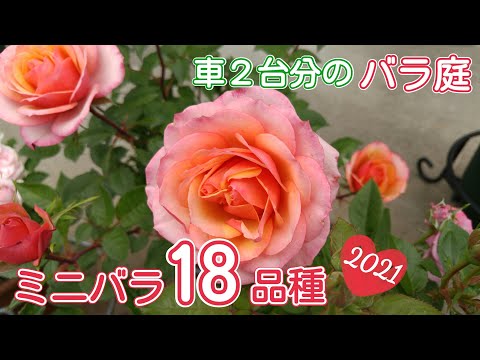 【ミニバラ18種類】車２台分のバラ庭🌹【2021】