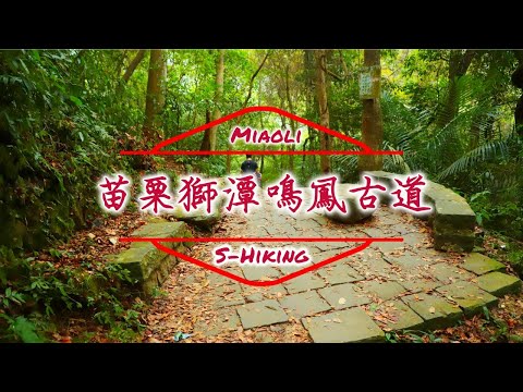 S步道｜苗栗｜鳴鳳古道｜尋幽訪勝觀螢賞桐｜獅潭鄉