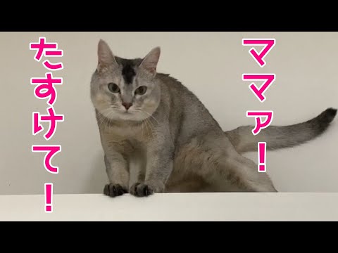 いいつけをやぶってしまった猫にママはどうする？！おしゃべりペット