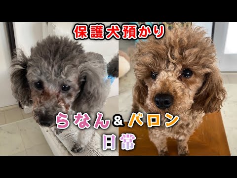 【繁殖場レスキュー犬の日常】過酷な生活してた子達…幸せ探しお手伝いvol.1