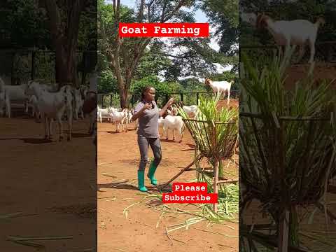 Feeding Goats Cheaply! #farming #goat #shorts