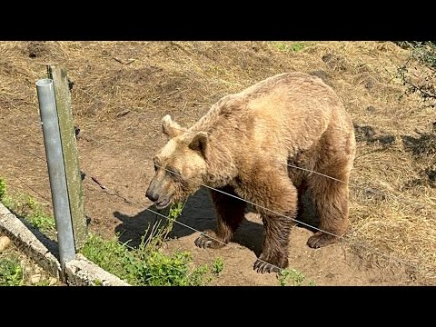 Bears at Kuterevo Bear Sanctuary in Croatia