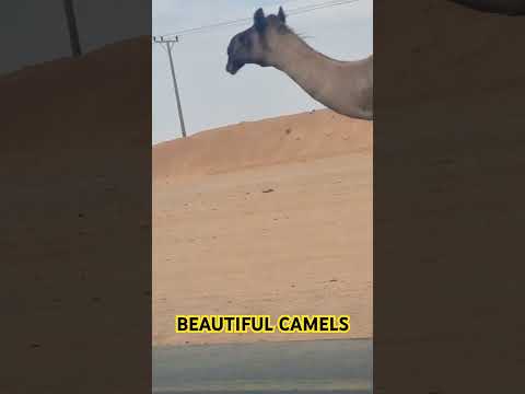 Beautiful CAMELS #saudiarabia #saudivision2030 #saudiaramco #best #international #training #zone #pk