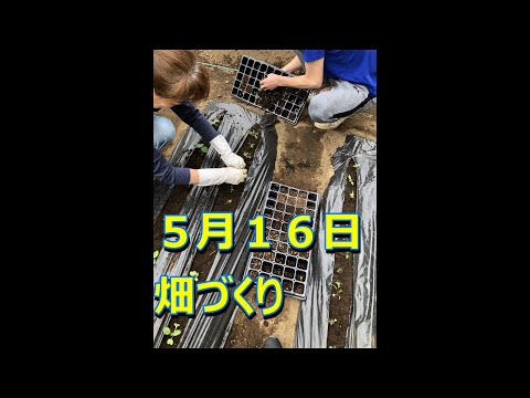 ５月１６日雨が降る前に庭で種から作った苗がだいぶしっかりしてきたので、娘もつれて畑に植えに行ってきました。紫水菜、人参、枝豆、スイスチャード、ラディシュ、化学肥料、消毒もなしで