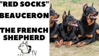 The RED SOCKS Dogs: The BeAuceron French Shepherd Dogs