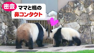 パンダ親子の密会現場😍遊んで欲しくてすべり台七変化🤣🙃😊