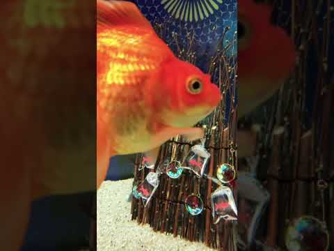 巨大金魚が出たぞ‼️