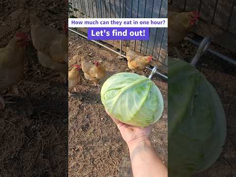 SATISFYING Chicken Time-Lapse! 🐔