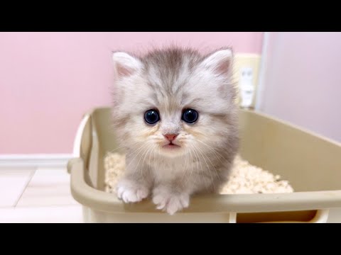 【マンチカンの子猫】トイレで宝探しが止まらない子猫の件 ～猫のいる生活Vol.1058～出産動画 マンチカン短足・ミヌエット・ペルシャ猫専門ブリーダー『ペット蔵人』【子猫の成長記録】