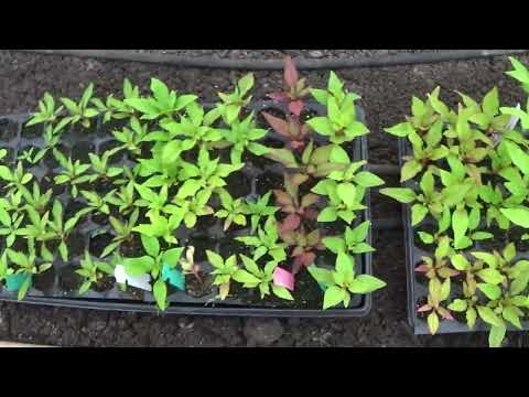 Planting The Bed House Greenhouse With The Celosia Seedlings, How To Transplant Celosia Seedlings