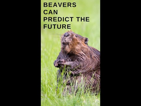 Beavers Can Predict The Future!