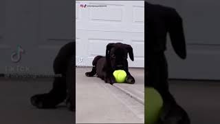 great dane puppy to full grown😎//great dane puppies//great dane dog//great dane tiktok//