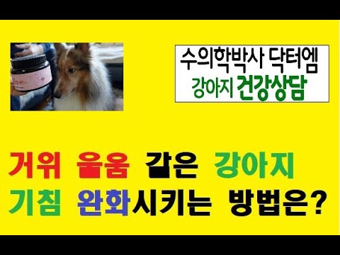 거위 울음 같은 강아지 기침, 어떻게 대처하나요?