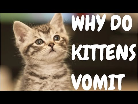 Why Do Kittens Vomit