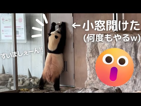 【楓浜 速報】ついに..小窓 開けたw😳そして驚く😂これは新伝説!!今日の子パンダ🍁