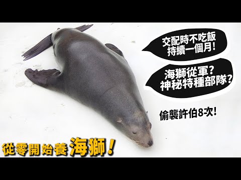 【從零開始養】海獅!海獅從軍?神秘海獅特種部隊?一個月不吃喝，就為了交配!?【許伯簡芝】Sea lion