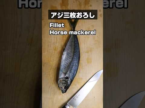 アジの三枚おろしをほぼ等倍速で！Fillet Horse mackerel #アジ #捌き方 #魚捌き