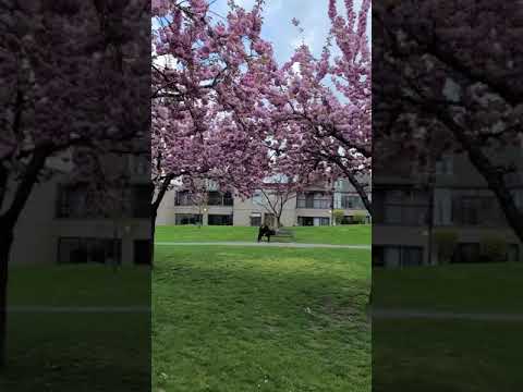 Hyperlapse Thru Salish Park, Chilliwack, BC #shorts #hyperlapse #timelapse