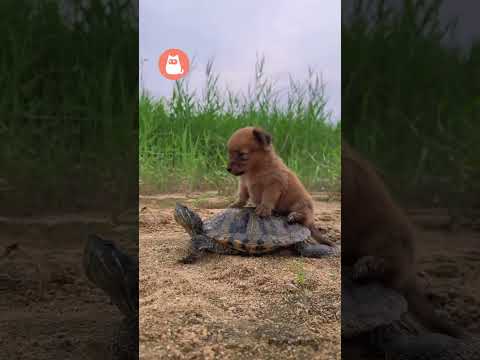 Esta TORTUGA es la TAXISTA del CACHORRO 🐶🐢 #perros #tortuga #animales