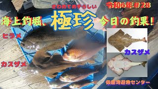 20241206  第28回釣行　仮屋湾遊漁センター 　 ヒラメと珍しいカスザメが釣れました！