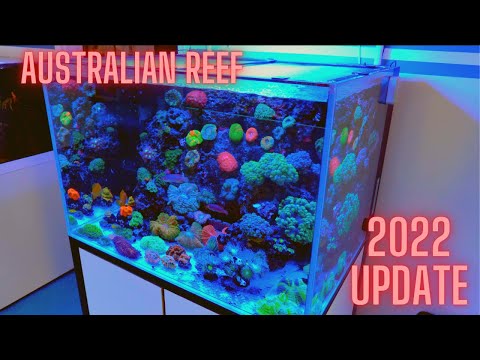 AUSTRALIAN Themed Reef | CADE Update 2022