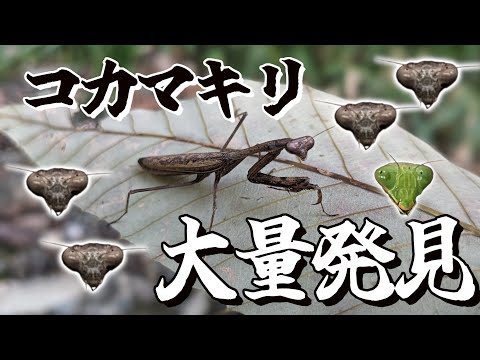 【虫取り】山道歩いてたら、カマキリ○○匹取れました！