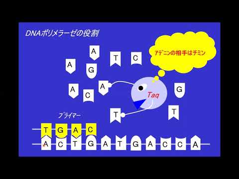 第4回　遺伝子関連検査　PCR法の基礎知識(2/3）（DNAプローブ法とPCR法の原理）