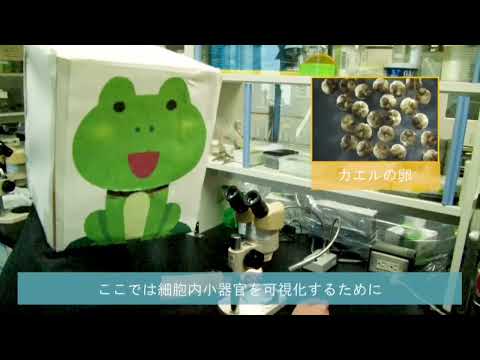 【山口大学OC2024／理学部】（研究室紹介）生物学科