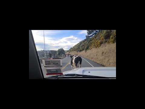 COWS TRAFFIC JAM IN NEW ZEALAND #shorts #short #shortvideo #shortsvideo