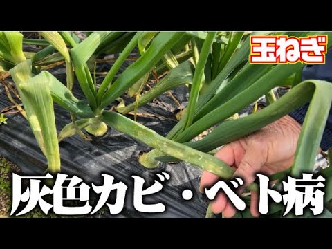 【納豆菌で病気退散！】タマネギの病気【灰色カビ】【ベト病】【ソニック】