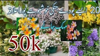 Top 20 Fragrant plants/Scented permanent flower plants.20 Best permanent flowering plants