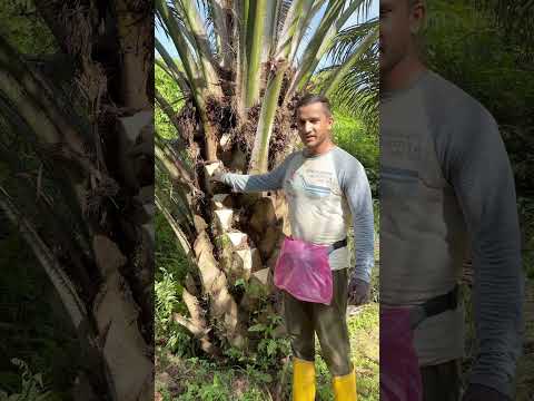 6 tahni 1 fal #malaysia #india #harvesting #viralshort #foryou #shorts #ytshortsvideo