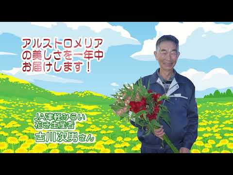 2022年12月16日放送「Fresh Vegetable」旬の青森県産アルスロトメリアを紹介～JA津軽みらいより～