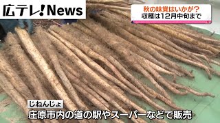 【秋の味覚】「じねんじょ」を収穫