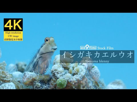 【4K 水中映像】イシガキカエルウオ / Yaeyama blenny / Ecsenius yaeyamensis