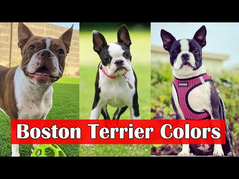 Boston Terrier Colors And Patterns | Types Of Boston Terrier colours