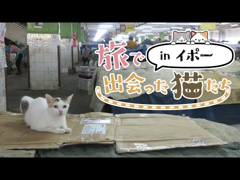 【旅で出会った猫たちinイポー】マレーシアのイポーで猫ちゃんに出会った！/マレーシア｜旅Vlog