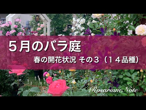 《５月のバラ庭》春の開花状況 その３（１４品種）