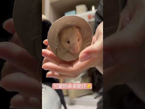 可愛倉鼠🐹黃金鼠，弟弟肥仔離開了當小天使了👼（生病到開刀三天時間，不敵病痛折磨離開了）😢😢😢