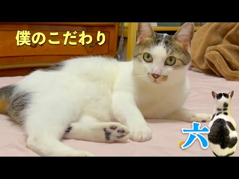 [猫のこだわり(習慣)] 愛猫の六が披露する「かっこいい！」ポーズ。そして今週の愛猫との会話 | [生まれ変わりの猫] 六 (Roku)