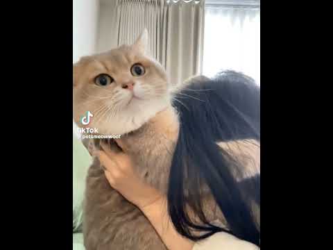 Credits to petsmeowwoof on #tiktok #douyin #notmine #funny #youtubeshorts #shortsviral #catvideos