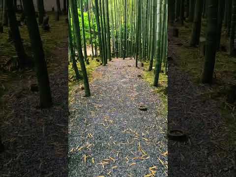 【4K】竹林の散歩 -One Bamboo Grove Walking-