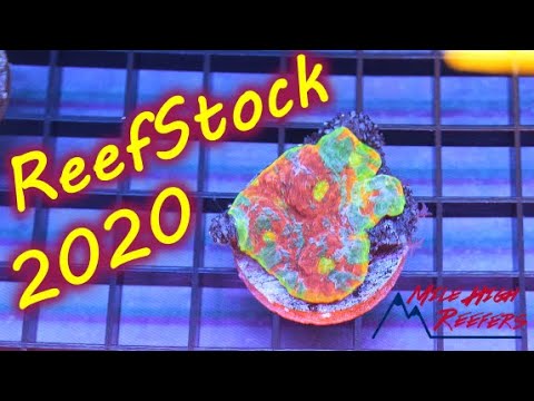 ReefStock 2020