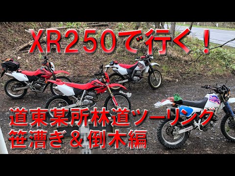 XR250で行く！道東某所林道ツーリング　笹漕ぎ＆倒木編