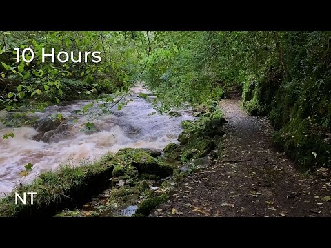 Wild River Sounds | Flowing Water Sounds Over Rocks and soft rain for Sleep or Study